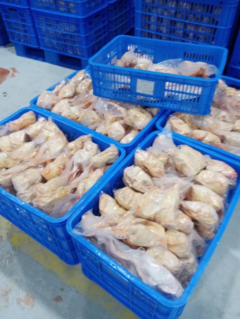 真空包装新鲜现杀鹧鸪呱呱鸡白条液氮速冻，冻品