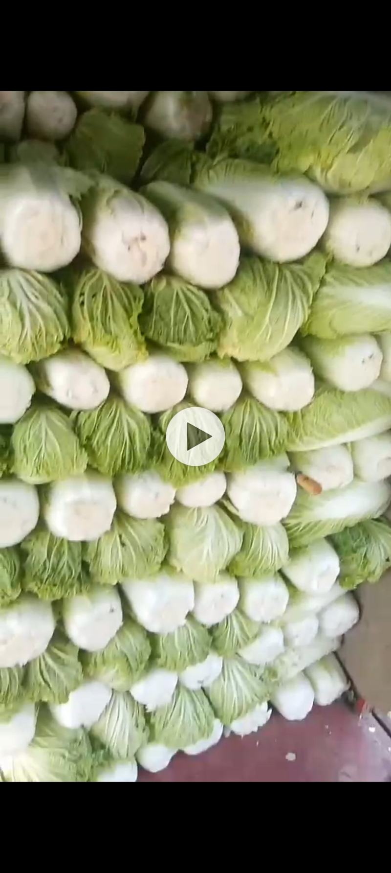 北京三号大白菜