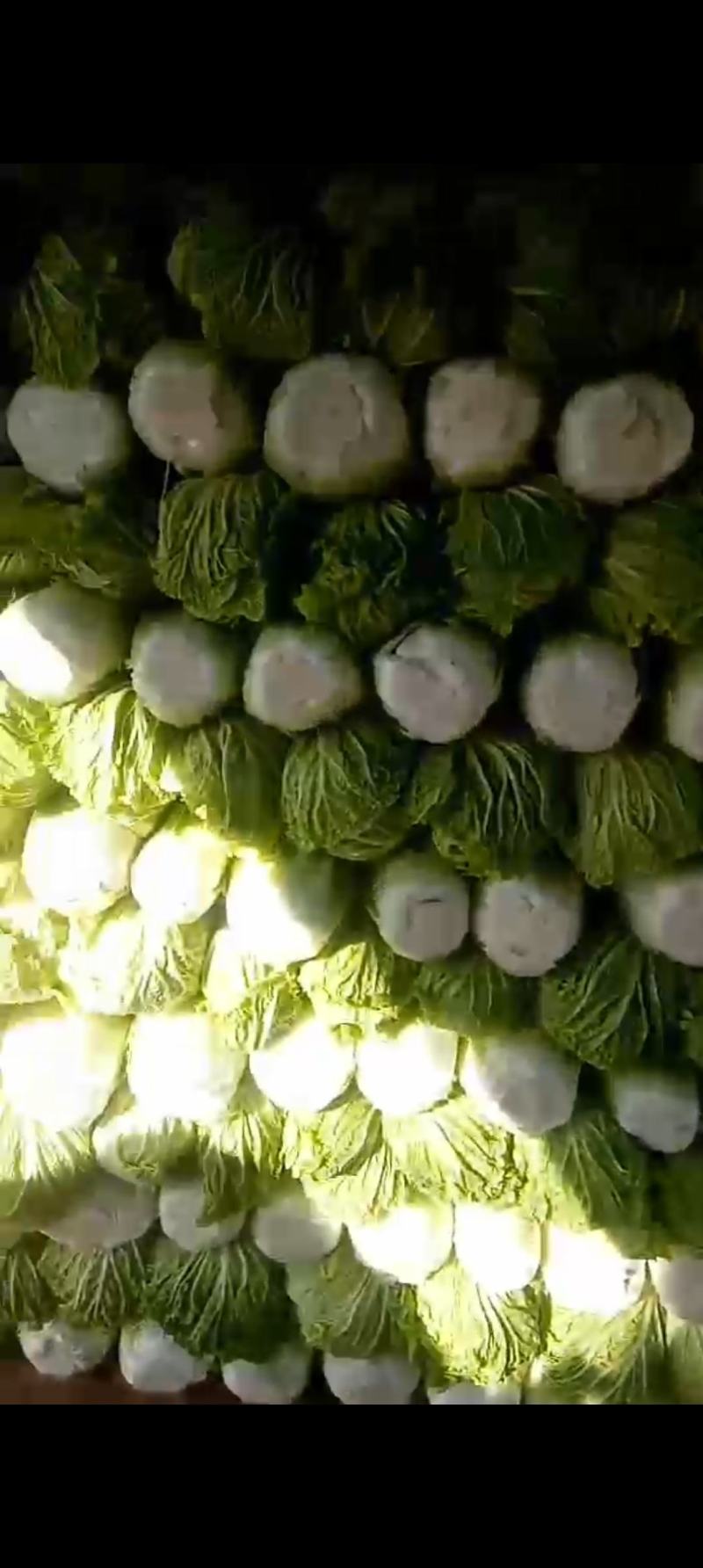 北京三号大白菜