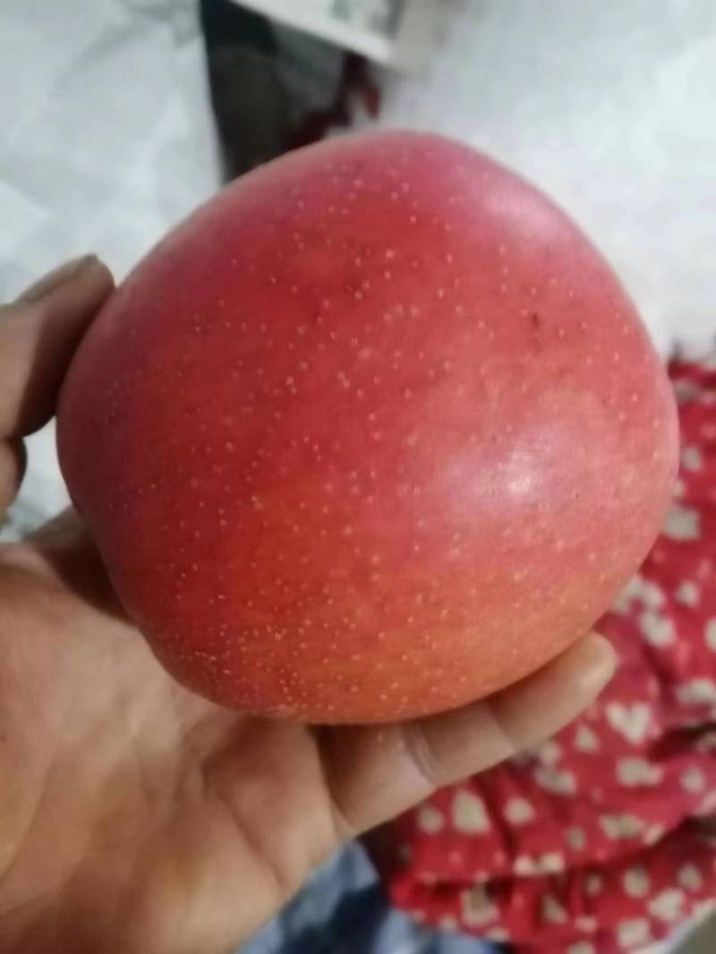 辽宁红富士苹果基地直供，品质保证，全国代发