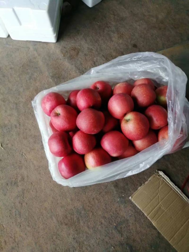 辽宁红富士苹果基地直供，品质保证，全国代发