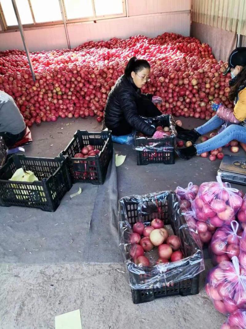 辽宁红富士苹果基地直供，品质保证，全国代发