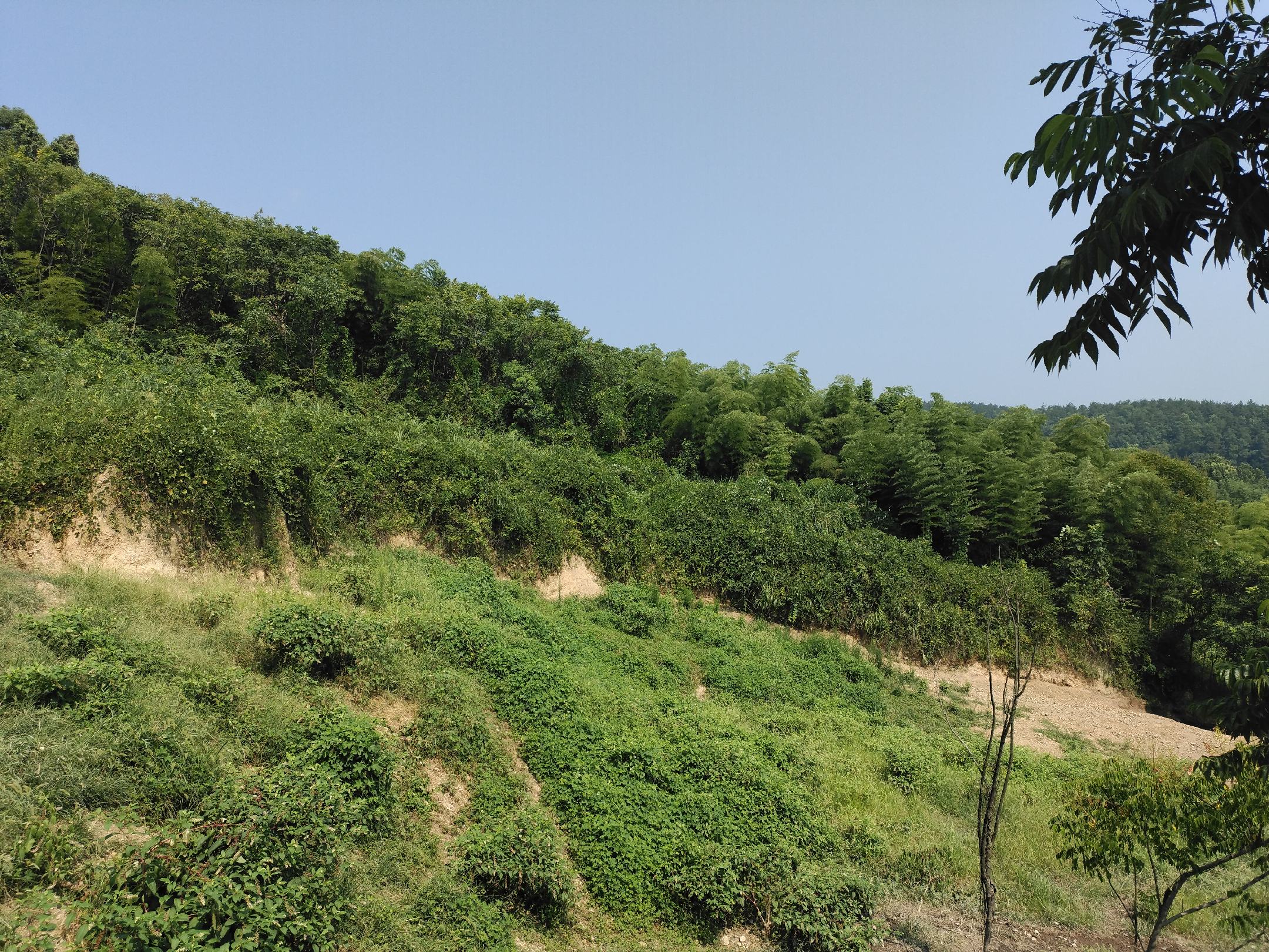 宾川县现代化生猪养殖基地,环境优美,设施先进 宾川县生猪养殖基地全景