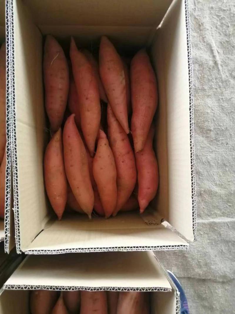 【红薯】辽宁精品烟薯基地直供，货源充足商超品质，视频看货