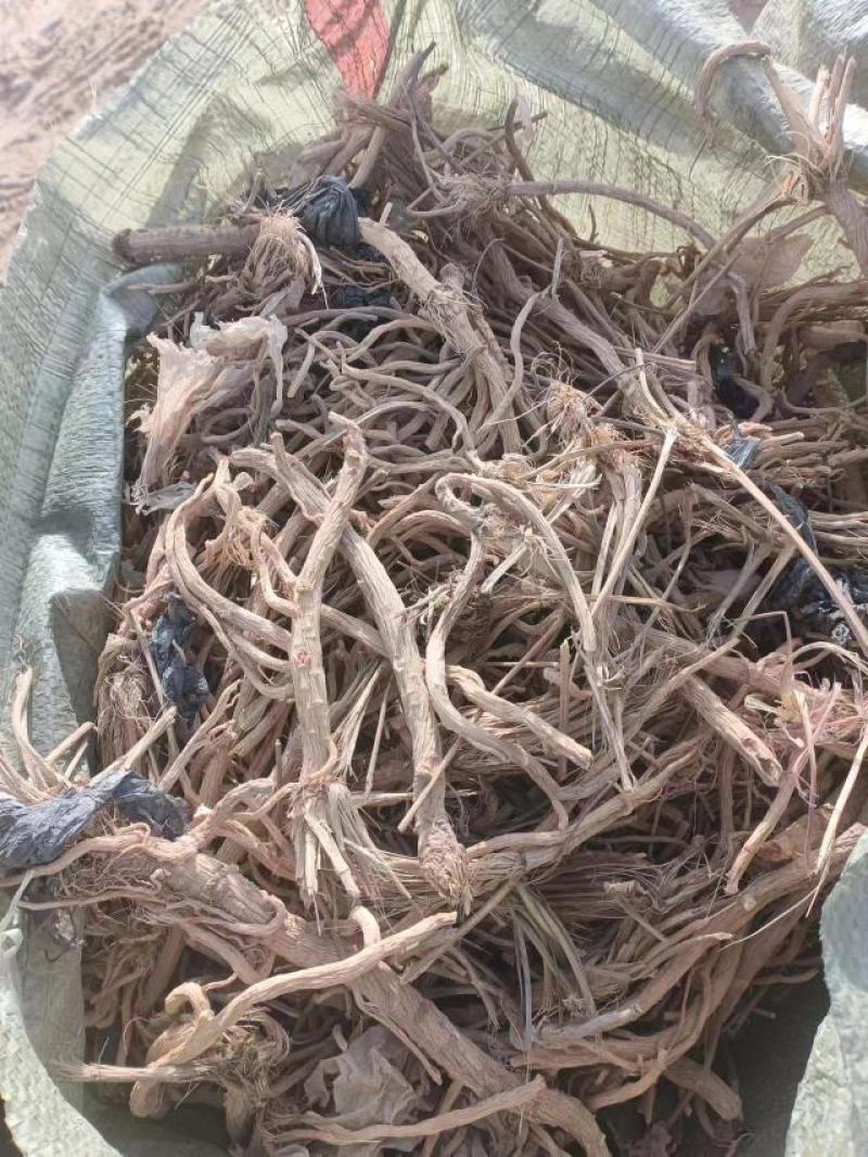 家种防风