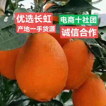 电商十社团十供应链秭归长虹纽荷尔九月红果冻橙产地直发