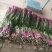 【精品好货】红菜苔，一手货源，质优价美，全国发货