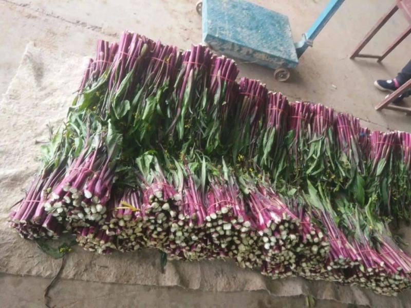 【精品好货】红菜苔，一手货源，质优价美，全国发货