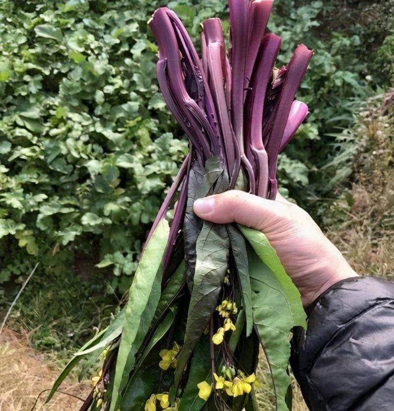 【精品好货】红菜苔，一手货源，质优价美，全国发货