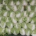 河北蔬菜原产地秋绿60白菜大量有货，无烧心无虫眼无花边，