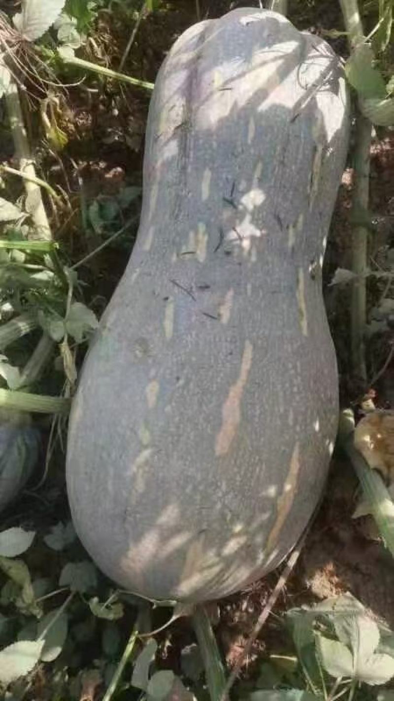 金韩密本南瓜颜色亮，形条好，量大，有需要的老板请前来联系