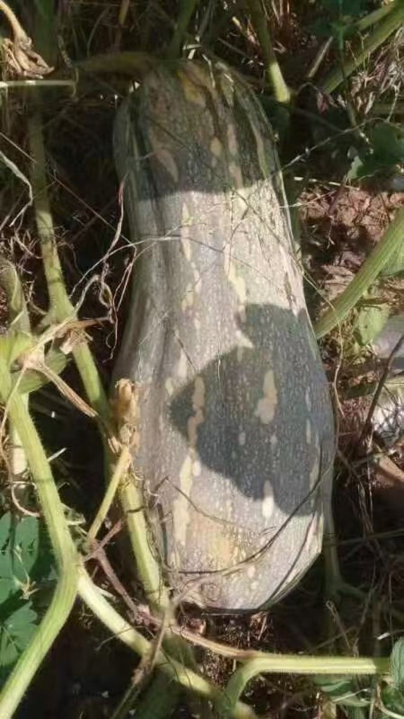 金韩密本南瓜颜色亮，形条好，量大，有需要的老板请前来联系