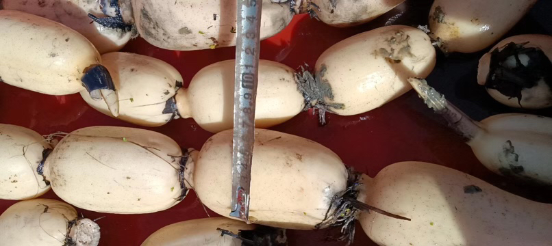 白莲藕特写图片