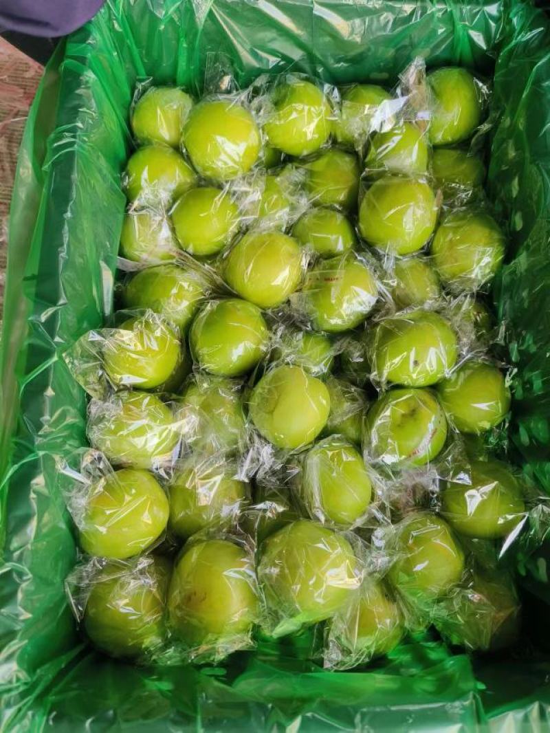 福建青枣鲜枣：牛奶枣开始上量：可合作共赢
