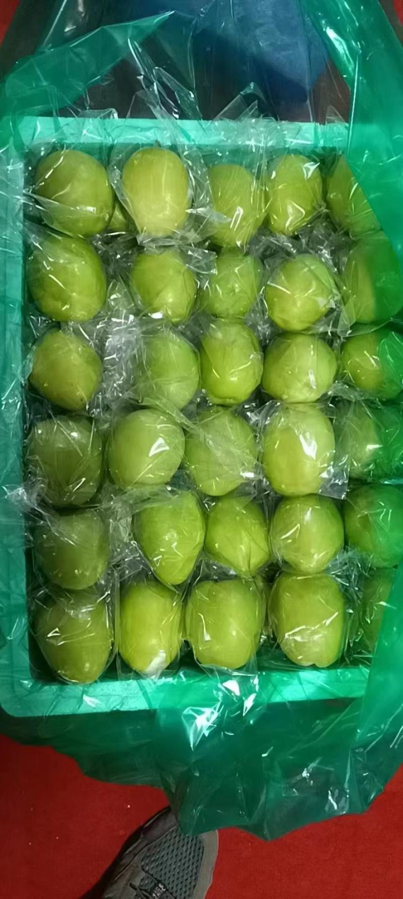 福建青枣鲜枣：牛奶枣开始上量：可合作共赢