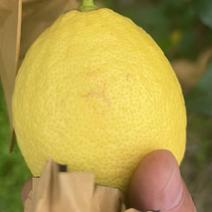 福建漳州大量黄柠檬青柠檬四季柠檬香水柠檬一手货源
