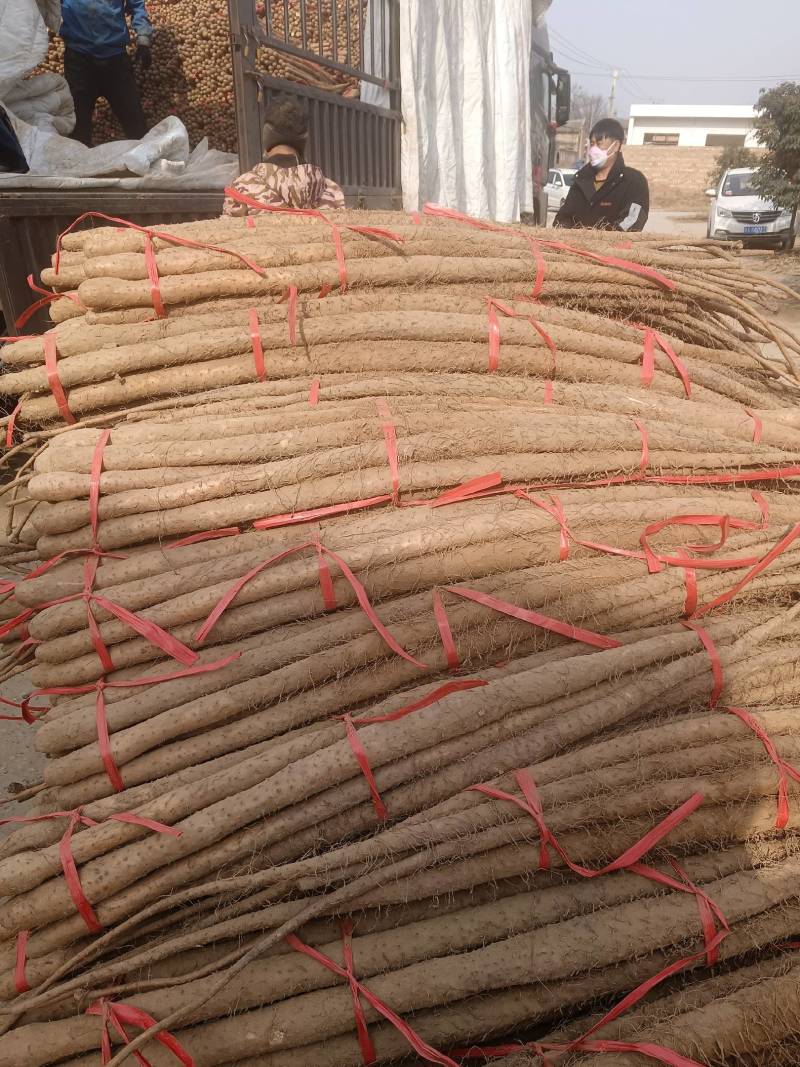 万亩精品红皮铁棍山药灵宝山药品质好，个大、大量现货