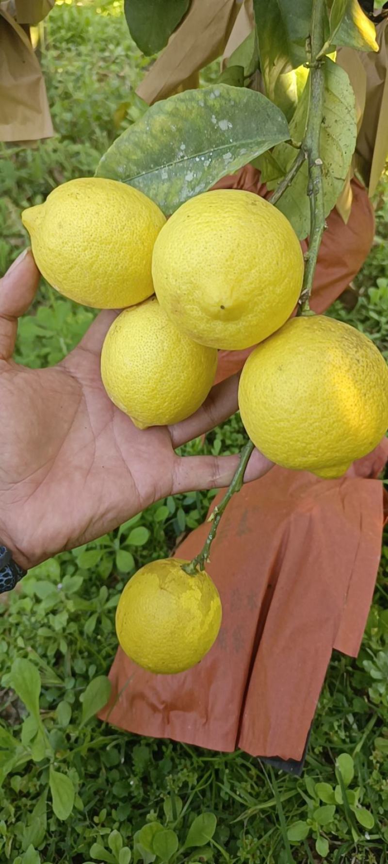 优力克柠檬