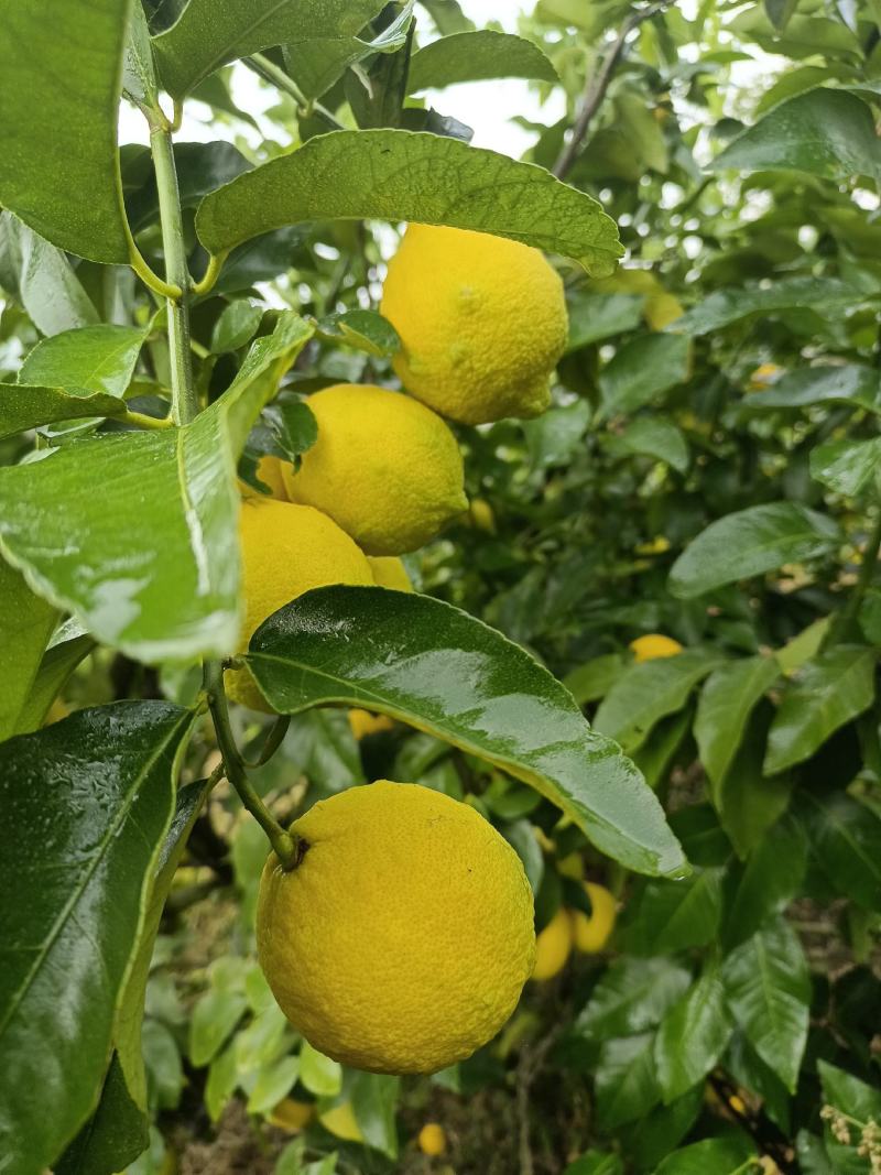 优力克柠檬
