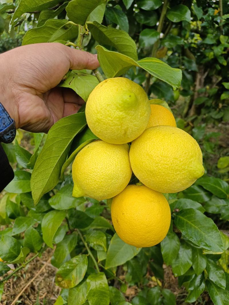 优力克柠檬