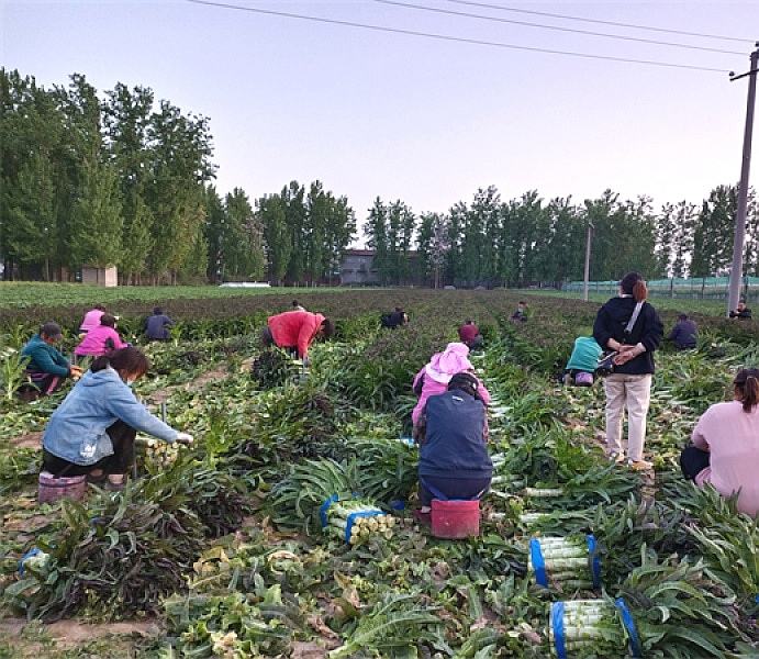 一群农户正在田间采收成熟的尖叶莴笋,动作熟练地拔起植株并去除老叶,旁边摆放着塑料筐和分级台,背景可见小型清洗机正在进行初步冲洗作业,展现从采收到初加工的完整流程 尖叶莴笋采收与初加工场景图
