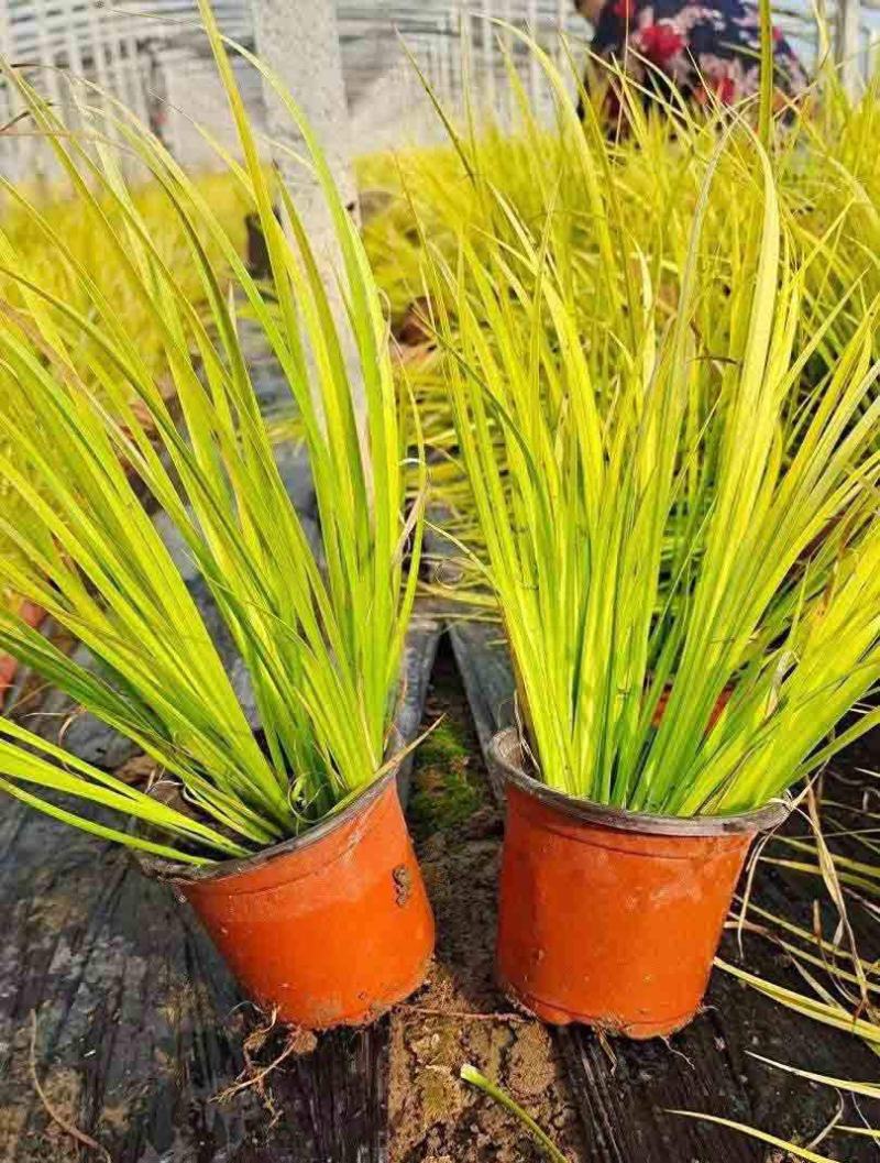 金叶菖蒲银叶菖蒲盆栽苗阳台花园庭院花境耐寒常绿彩耐涝