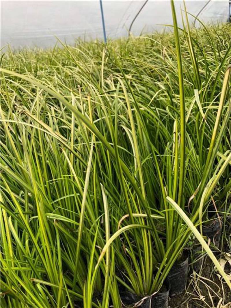 金叶菖蒲银叶菖蒲盆栽苗阳台花园庭院花境耐寒常绿彩耐涝