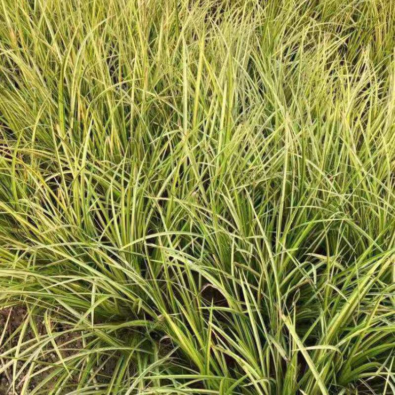 金叶菖蒲银叶菖蒲盆栽苗阳台花园庭院花境耐寒常绿彩耐涝
