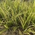 金叶菖蒲银叶菖蒲盆栽苗阳台花园庭院花境耐寒常绿彩耐涝