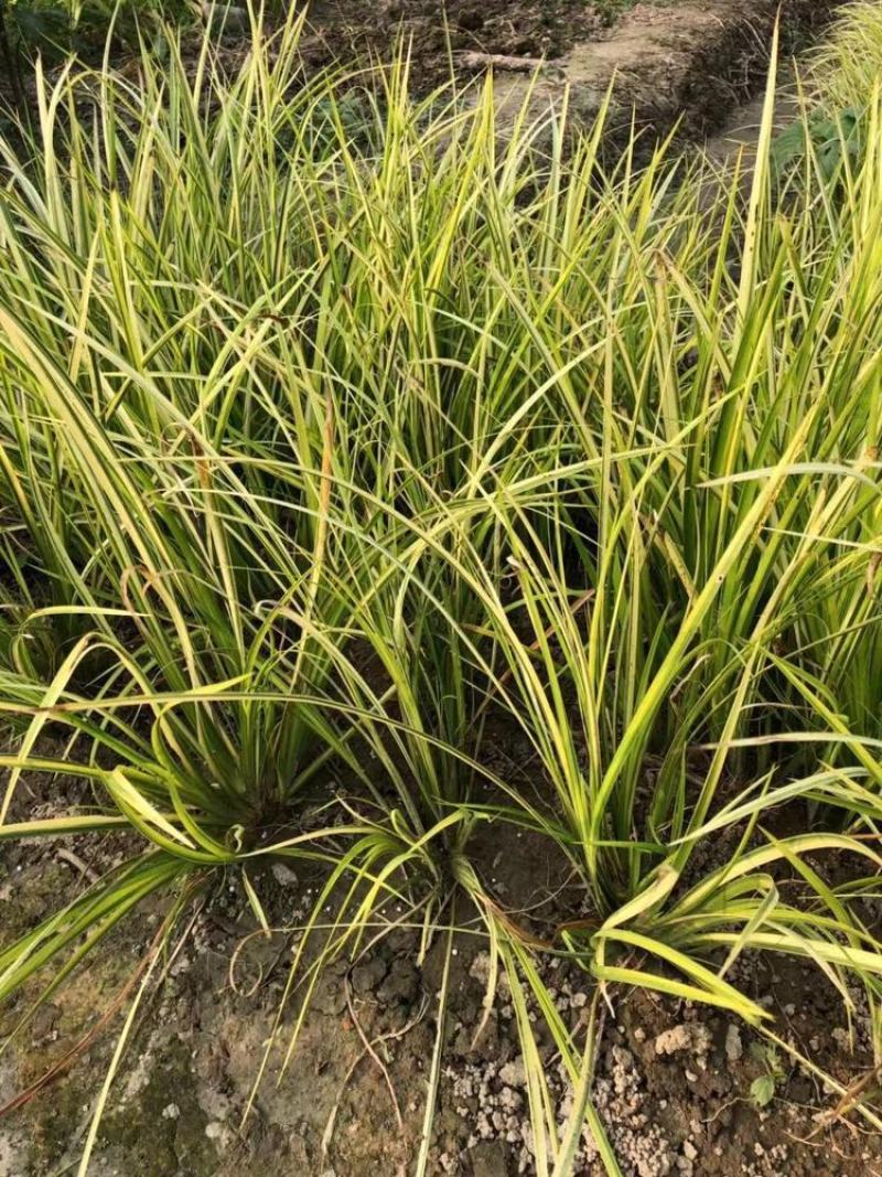 金叶菖蒲银叶菖蒲盆栽苗阳台花园庭院花境耐寒常绿彩耐涝