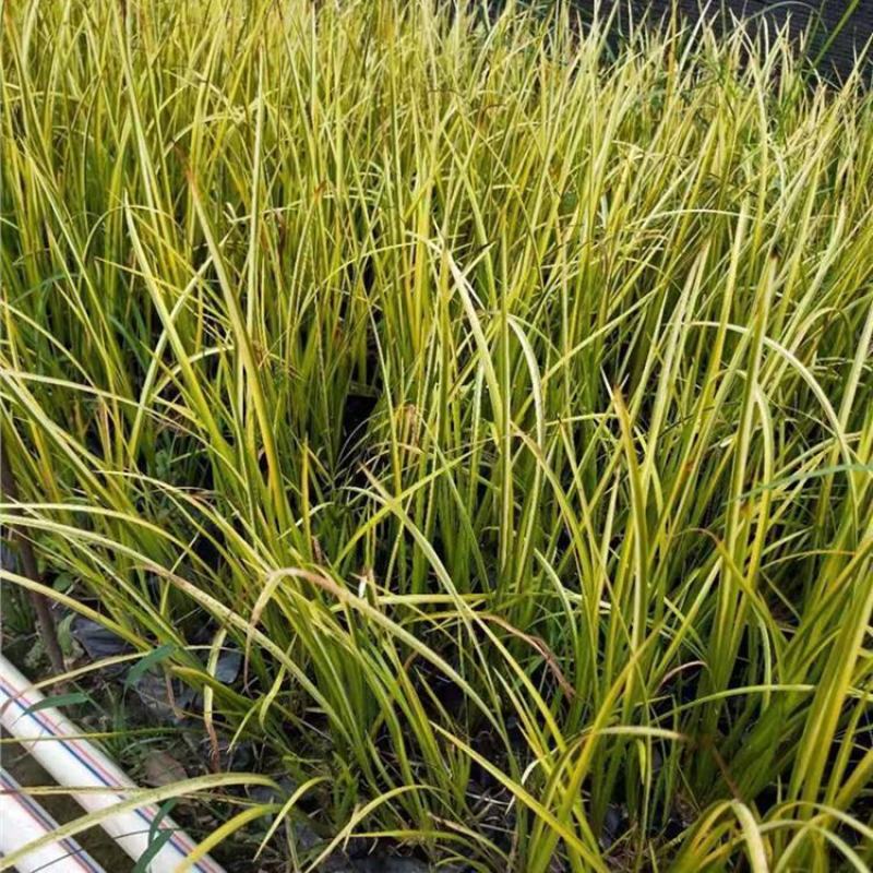 金叶菖蒲银叶菖蒲盆栽苗阳台花园庭院花境耐寒常绿彩耐涝