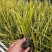 金叶菖蒲银叶菖蒲盆栽苗阳台花园庭院花境耐寒常绿彩耐涝