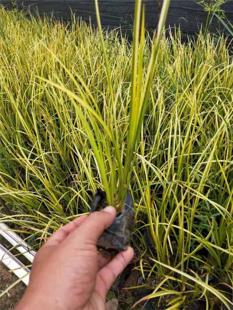 金叶菖蒲银叶菖蒲盆栽苗阳台花园庭院花境耐寒常绿彩耐涝