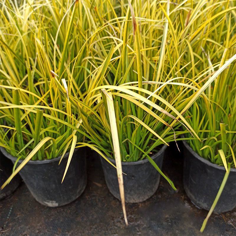 金叶菖蒲银叶菖蒲盆栽苗阳台花园庭院花境耐寒常绿彩耐涝