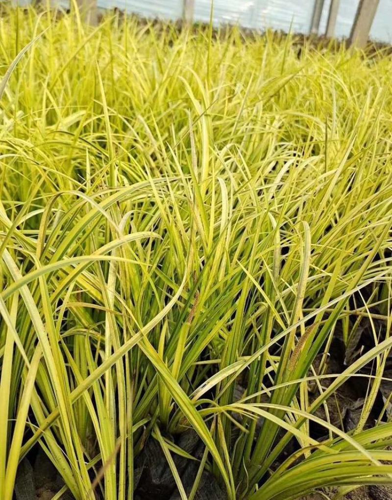 金叶菖蒲银叶菖蒲盆栽苗阳台花园庭院花境耐寒常绿彩耐涝