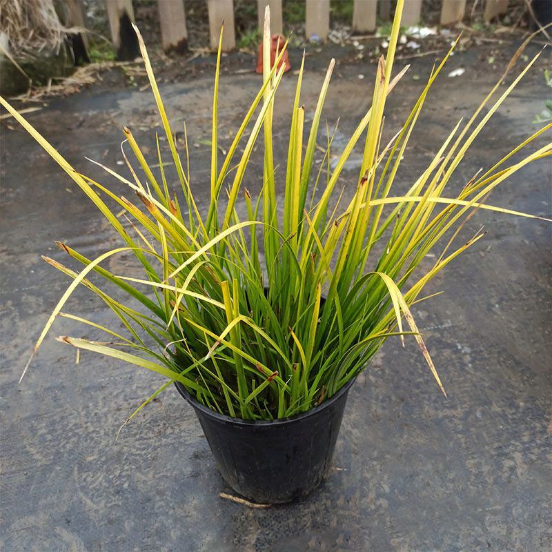 金叶菖蒲银叶菖蒲盆栽苗阳台花园庭院花境耐寒常绿彩耐涝