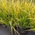 金叶菖蒲银叶菖蒲盆栽苗阳台花园庭院花境耐寒常绿彩耐涝