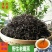 2022年新茶重庆特产老鹰茶嫩叶125g红白茶老荫茶火