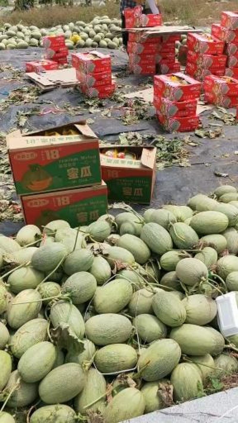 哈密瓜，晓蜜25哈密瓜，西州蜜，电商，美团拼多多一手货源