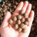 林木种子茶树种子铁观音茶树种子龙井茶树种子