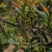 林木种子茶树种子铁观音茶树种子龙井茶树种子