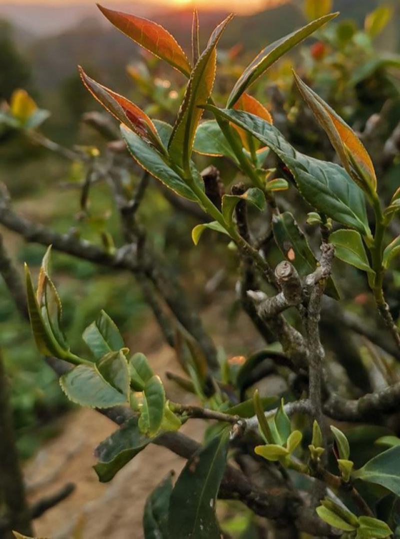 林木种子茶树种子铁观音茶树种子龙井茶树种子