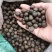 林木种子茶树种子铁观音茶树种子龙井茶树种子