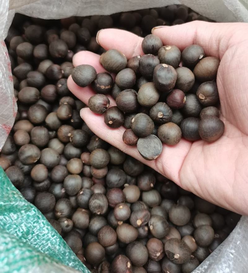 林木种子茶树种子铁观音茶树种子龙井茶树种子