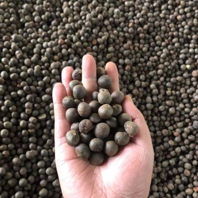 林木种子茶树种子铁观音茶树种子龙井茶树种子