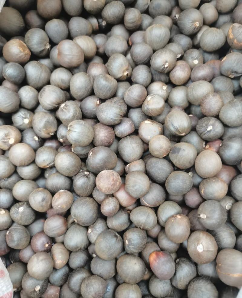 林木种子茶树种子铁观音茶树种子龙井茶树种子