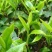 林木种子茶树种子铁观音茶树种子龙井茶树种子