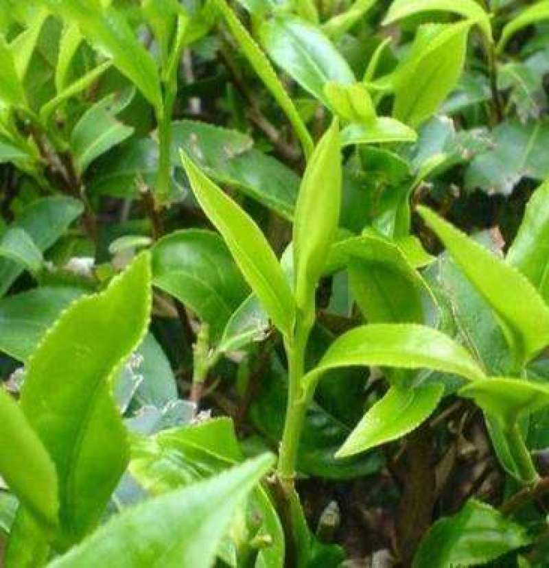 林木种子茶树种子铁观音茶树种子龙井茶树种子