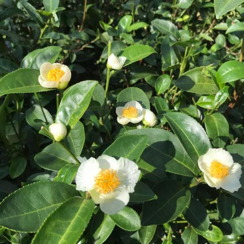 林木种子茶树种子铁观音茶树种子龙井茶树种子