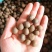 林木种子茶树种子铁观音茶树种子龙井茶树种子